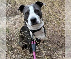 American Staffordshire Terrier Dogs for adoption in San Antonio, TX, USA