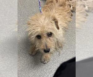Mutt Dogs for adoption in Las Vegas, NV, USA