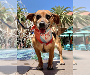 Chihuahua Dogs for adoption in Lake Forest, CA, USA
