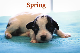 Chiweenie Dogs for adoption in Shreveport, LA, USA