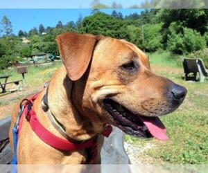 American Pit Bull Terrier-Labrador Retriever Mix Dogs for adoption in La Honda, CA, USA