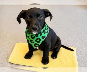 Cardigan Welsh Corgi-Labrador Retriever Mix Dogs for adoption in Orange, CA, USA