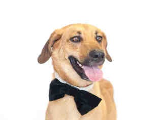 Medium Photo #1 German Shepherd Dog-Unknown Mix Puppy For Sale in St. Cloud, FL, USA