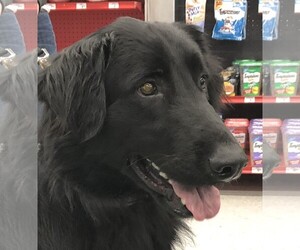 Labrador Retriever-Unknown Mix Dogs for adoption in Longview, WA, USA