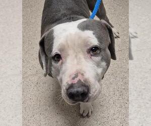 American Pit Bull Terrier Dogs for adoption in Bakersfield, CA, USA