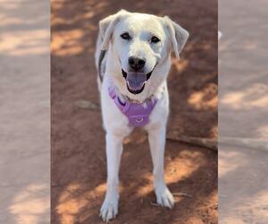 Great Pyrenees Dogs for adoption in Bountiful, UT, USA