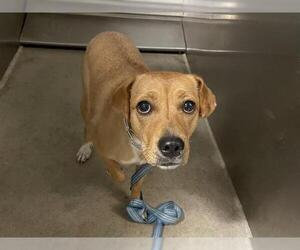 Chihuahua Dogs for adoption in Modesto, CA, USA