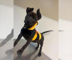 American Pit Bull Terrier-Unknown Mix Dogs for adoption in HESPERIA, CA, USA