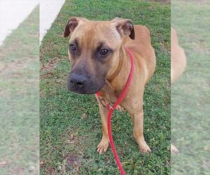 Medium Photo #1 American Staffordshire Terrier Puppy For Sale in Fort Lauderdale, FL, USA