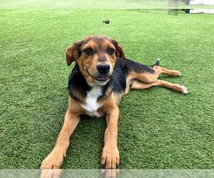 Beagle-Unknown Mix Dogs for adoption in Orange, CA, USA