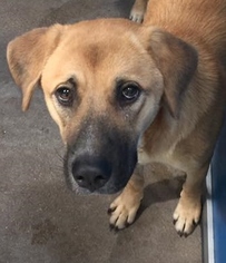 Shepradors Dogs for adoption in Greenville, TX, USA