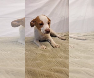 Golden Labrador Dogs for adoption in SHERBURNE, NY, USA