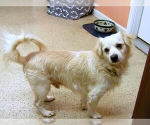 Shiranian Dogs for adoption in York, SC, USA