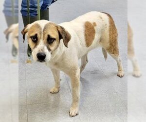 Retriever -Unknown Mix Dogs for adoption in Livingston, TX, USA