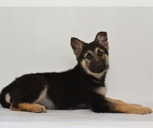 German Shepherd Dog-Unknown Mix Dogs for adoption in Oroville, CA, USA