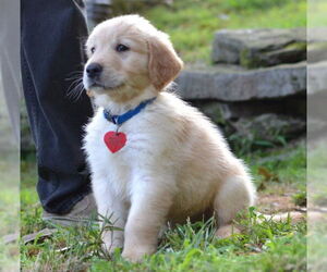 Golden Retriever Dogs for adoption in Enfield, CT, USA