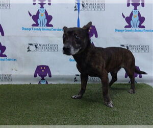 Cairn Corgi Dogs for adoption in Orlando, FL, USA