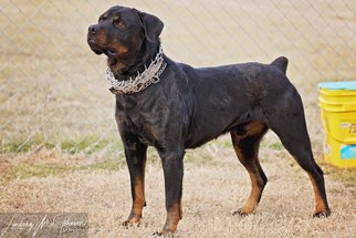 Rottweiler Dogs for adoption in Pryor, OK, USA