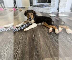 Border Collie-Unknown Mix Dogs for adoption in Paso Robles, CA, USA