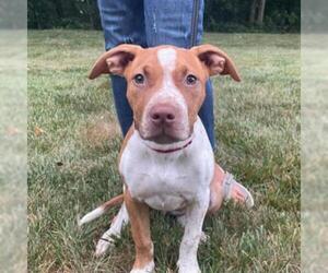 American Staffordshire Terrier Dogs for adoption in Potomac, MD, USA