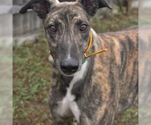 Greyhound Dogs for adoption in Grandville, MI, USA