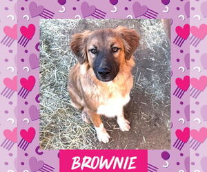 Collie-Unknown Mix Dogs for adoption in Littleton, CO, USA