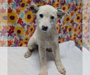Texas Heeler-Unknown Mix Dogs for adoption in Chico, CA, USA