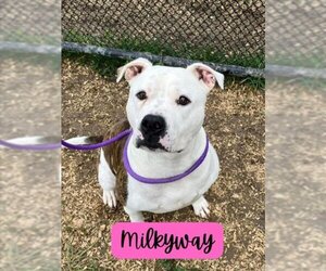 Staffordshire Bull Terrier-Unknown Mix Dogs for adoption in Saginaw, MI, USA