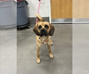 Puggle Dogs for adoption in Forestville, MD, USA