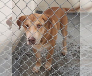 Alaskan Malamute Dogs for adoption in Anchorage, AK, USA