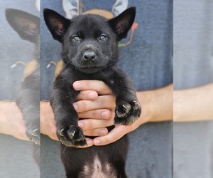 German Shepherd Dog-Unknown Mix Dogs for adoption in Sheboygan, WI, USA