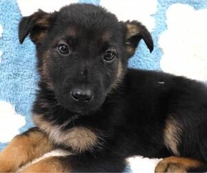 Mutt Dogs for adoption in Thief River Falls, MN, USA