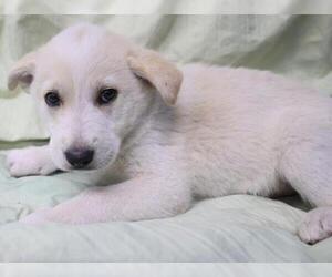 Mutt Dogs for adoption in Thief River Falls, MN, USA