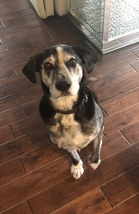 Catahoula Leopard Dog-Unknown Mix Dogs for adoption in O Fallon, MO, USA