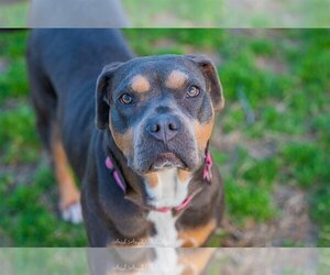 Rottweiler-American Pit Bull Terrier Dogs for adoption in Munford, TN, USA