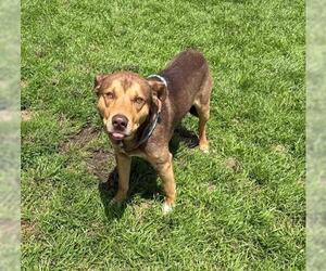 German Shepherd Dog-Siberian Husky Mix Dogs for adoption in Tulsa, OK, USA
