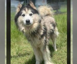 Siberian Husky Dogs for adoption in Conroe, TX, USA