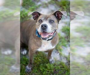 American Pit Bull Terrier-Unknown Mix Dogs for adoption in Vero Beach, FL, USA