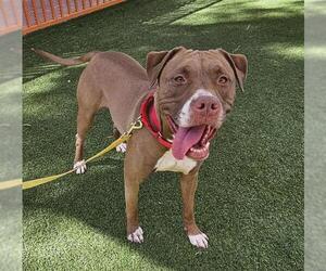 American Pit Bull Terrier-Unknown Mix Dogs for adoption in Las Vegas, NV, USA