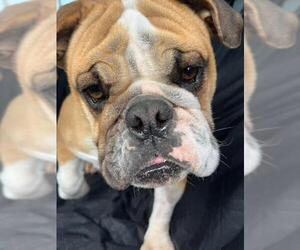 Bulldog Dogs for adoption in Chambersburg, PA, USA