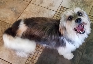 Bea-Tzu Dogs for adoption in Alexandria, KY, USA
