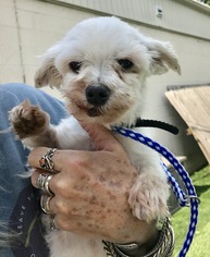 Maltese Dogs for adoption in Raytown, MO, USA