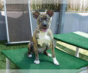 Dutch Shepherd -Unknown Mix Dogs for adoption in Pasadena, CA, USA