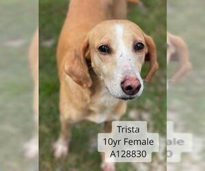 Treeing Walker Coonhound Dogs for adoption in Supply, NC, USA