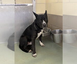 Mutt Dogs for adoption in Riverside, CA, USA