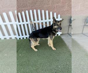German Shepherd Dog Dogs for adoption in Modesto, CA, USA