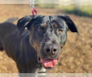 Labrottie Dogs for adoption in McKinleyville, CA, USA