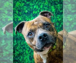 American Pit Bull Terrier Dogs for adoption in Fairfield, IL, USA