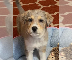 Australian Retriever Dogs for adoption in Aurora, IN, USA