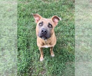 American Pit Bull Terrier-Unknown Mix Dogs for adoption in Plano, TX, USA